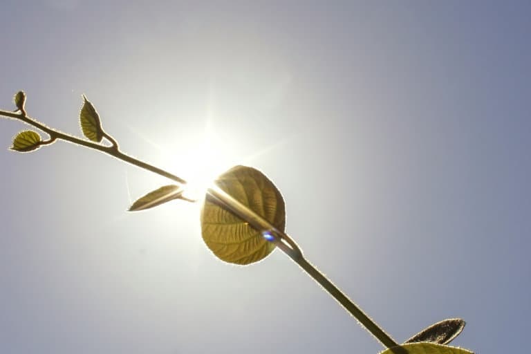 Rama con hojas iluminada por el sol, símbolo de energía natural y sostenibilidad